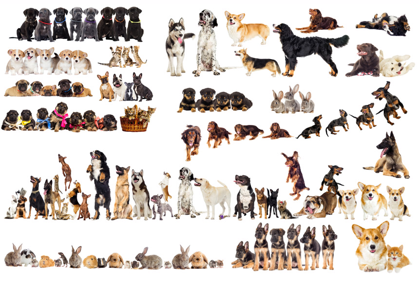 狗和小猫、兔子的合集白底图  动物插图