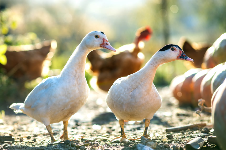 鸭子在传统的农村谷仓里觅食养家禽动物