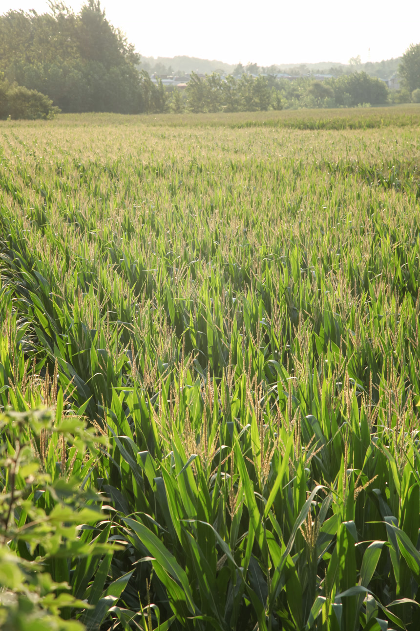 一大片玉米地