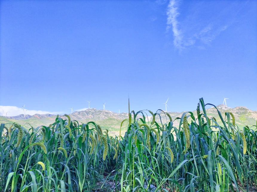 田里的小米谷子