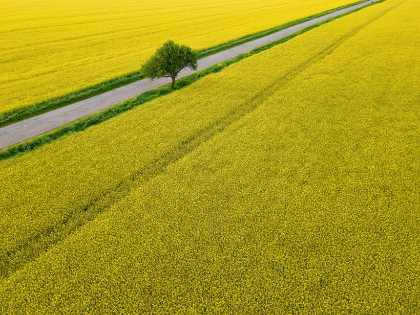 摄影风格风景成片橄榄树油菜地的动态航拍