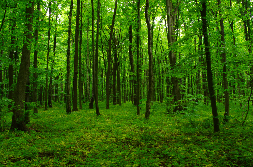美丽的绿色森林自然风景森原始森林