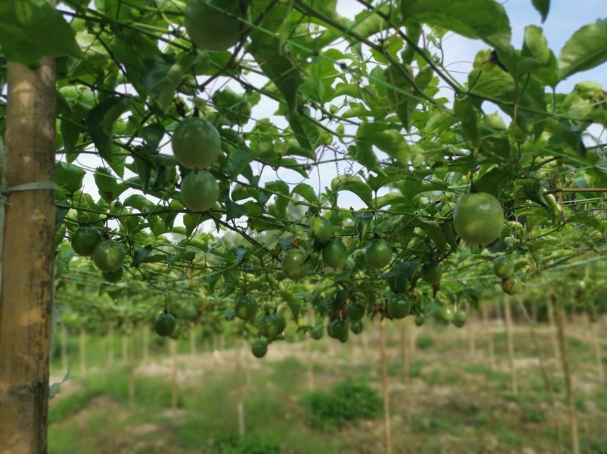 在农场的茎上挂着的消极的植物绿色植物