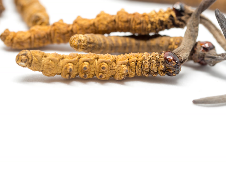 中药材冬虫夏草摄影特写医疗健康