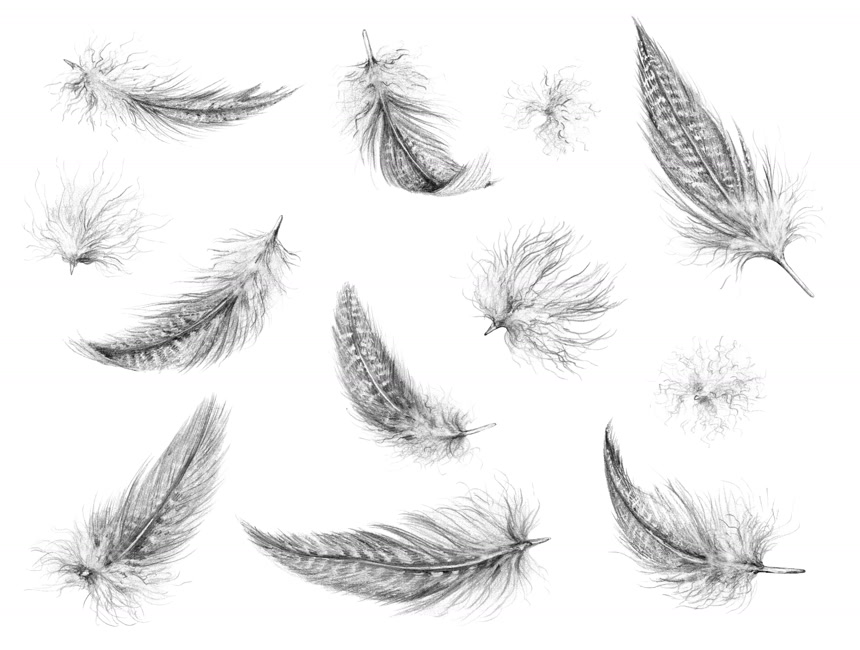 白底图手绘的一套白色各种各样的羽毛逼真铅笔画插画