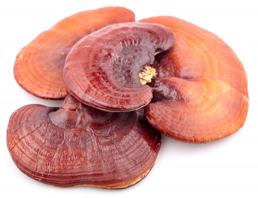 在白色背景下灵芝素材