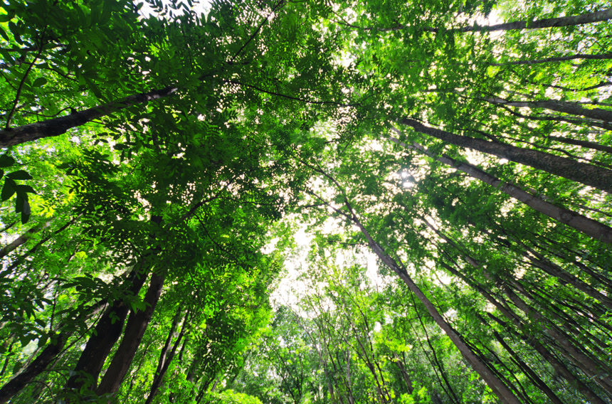 仰视茂密绿色森林热带雨林背景图