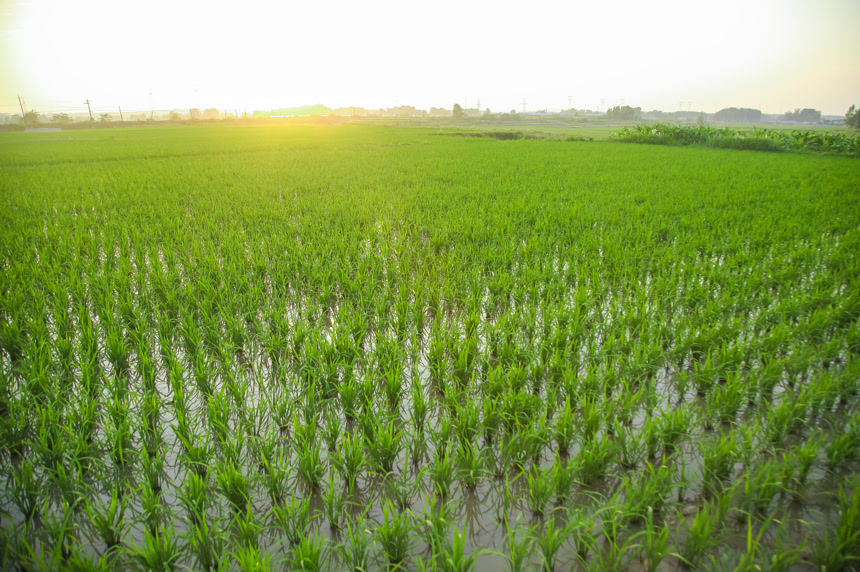 农田里种植的水稻