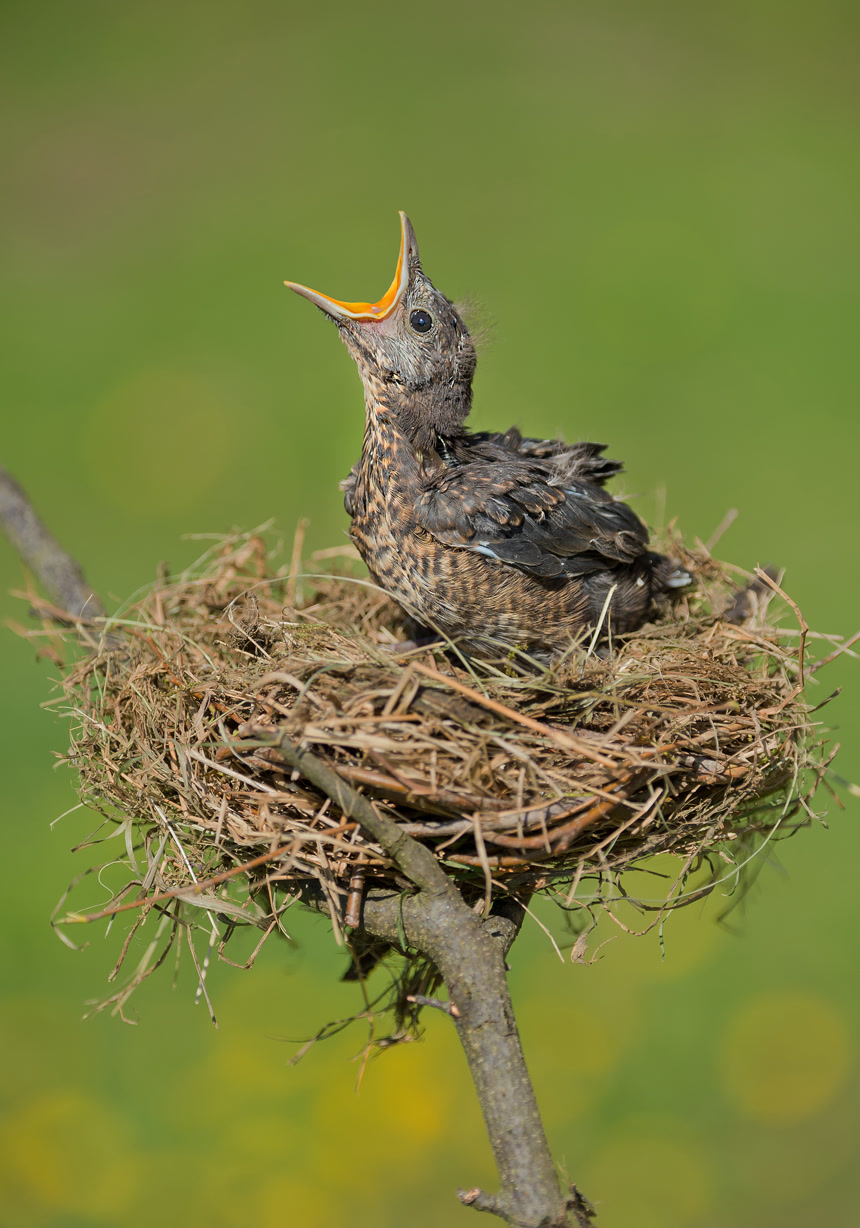 鸟巢里的鸟幼崽张嘴动物特写壁纸