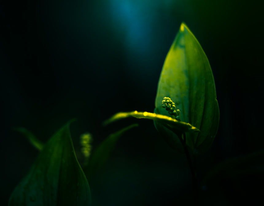 在森林地面上生长着一朵美丽的野花被光照亮野花的艺术特写.