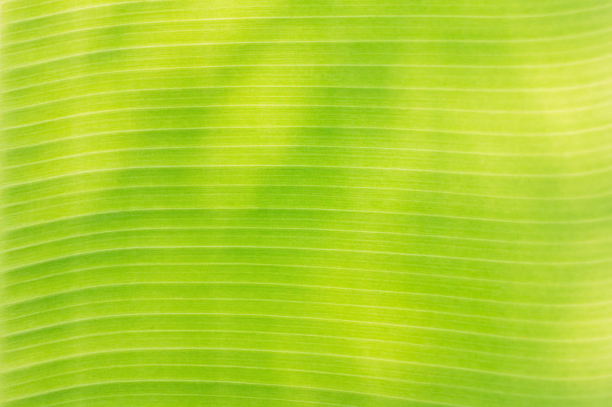 青香蕉叶特写镜头植物背景壁纸