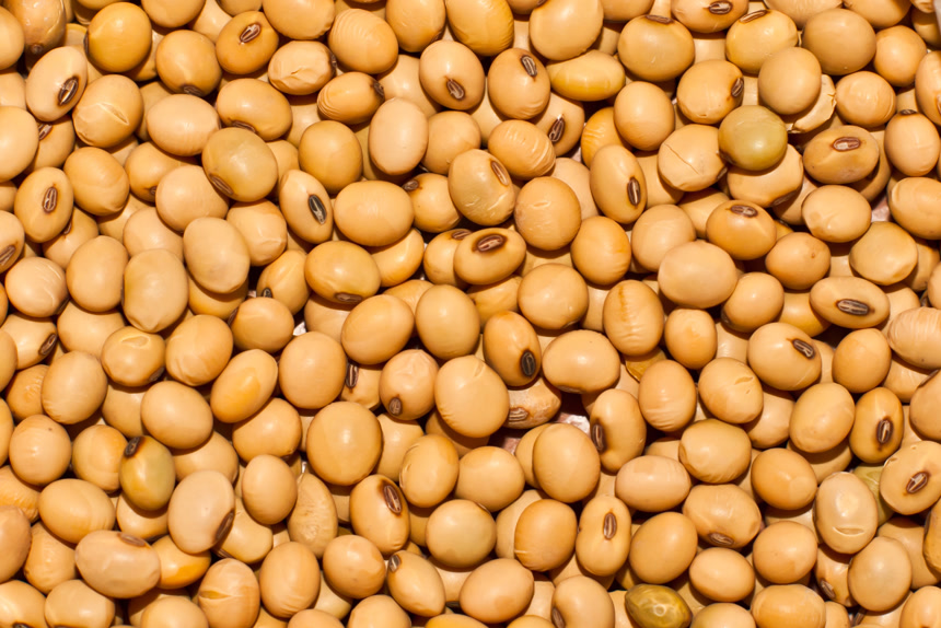 黄豆五谷杂粮农产品宣传