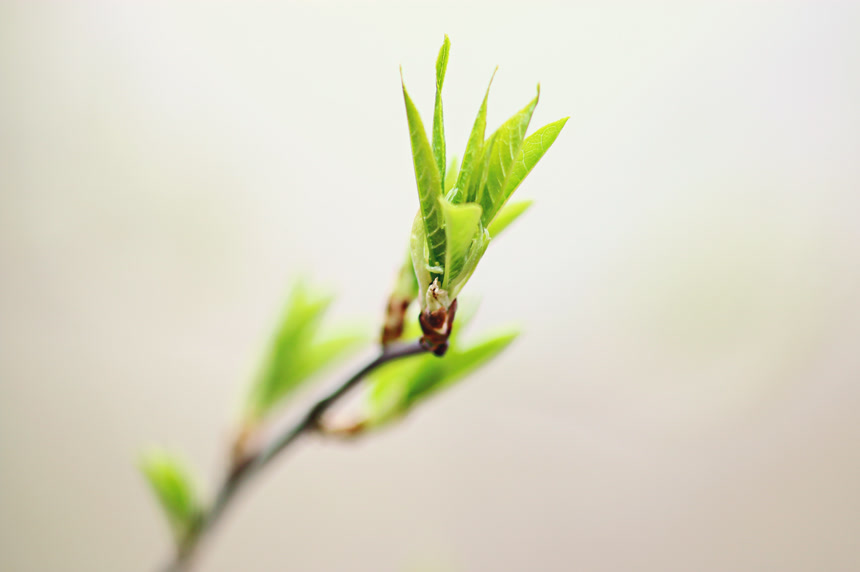 枝头刚长出的翠绿色的嫩芽植物生长成长