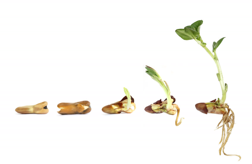 蚕豆发芽植物从种子到苗生长白底图