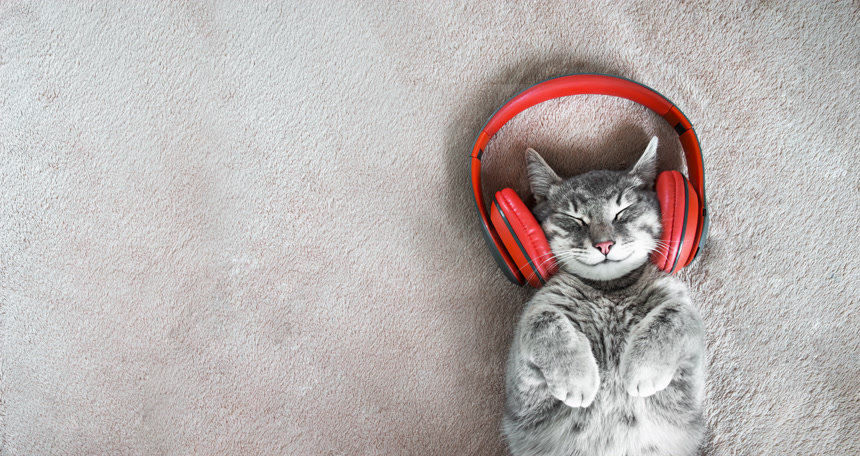 一只带着红色耳机的灰色猫躺在米黄色的毛毯上家庭爱宠宠物