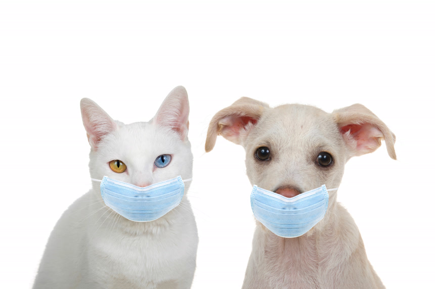 白色的猫都戴着口罩医疗保健