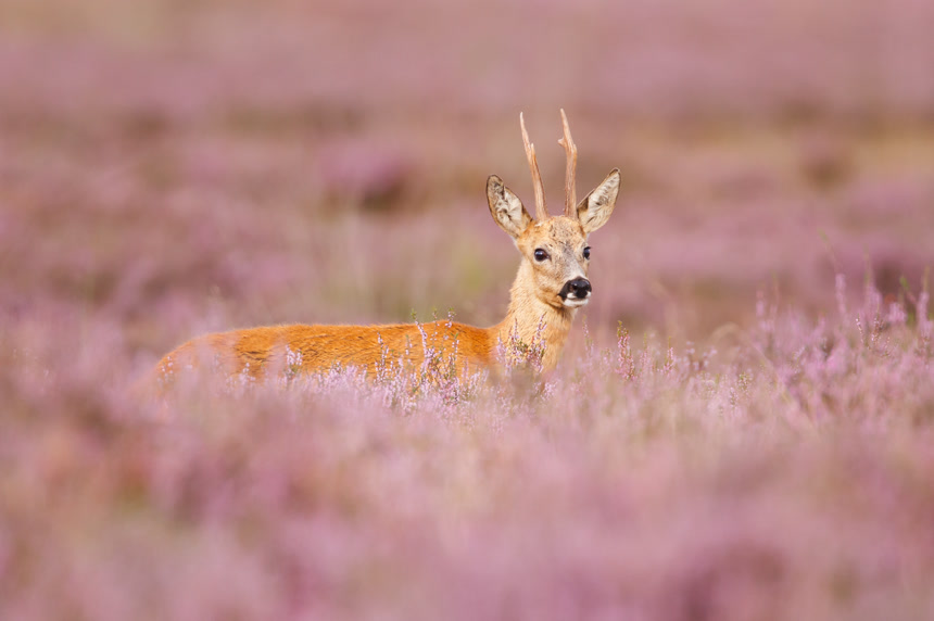 一只麋鹿站在紫色花丛中野生动物