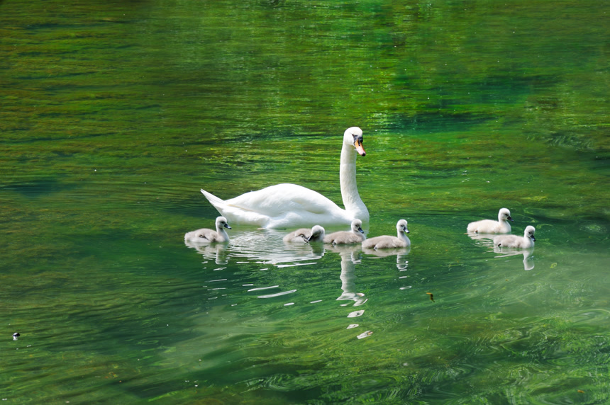 安静的天鹅家庭美丽的小天鹅在湖里