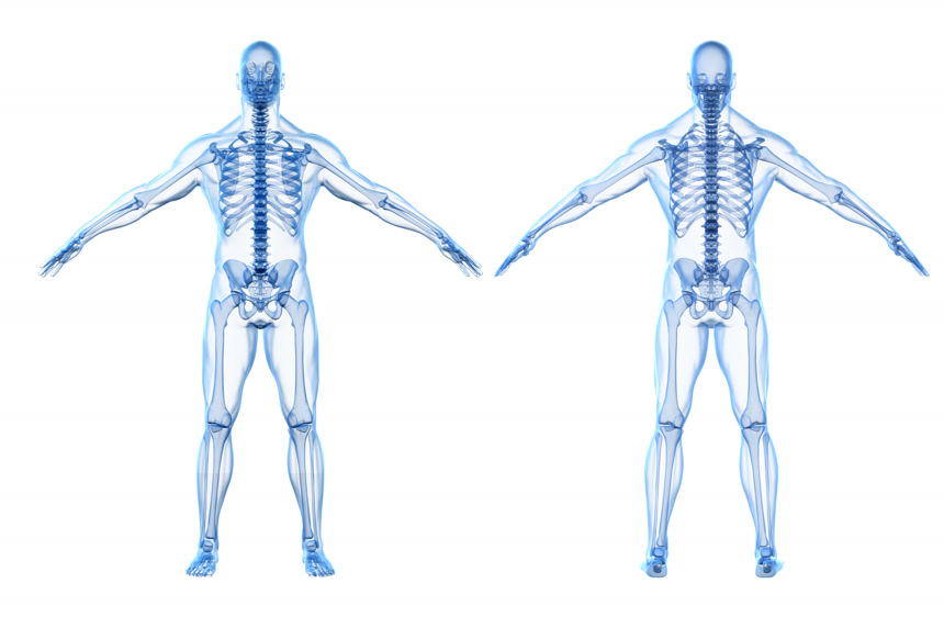 人类的身体及骨骼的三维图像处理插画