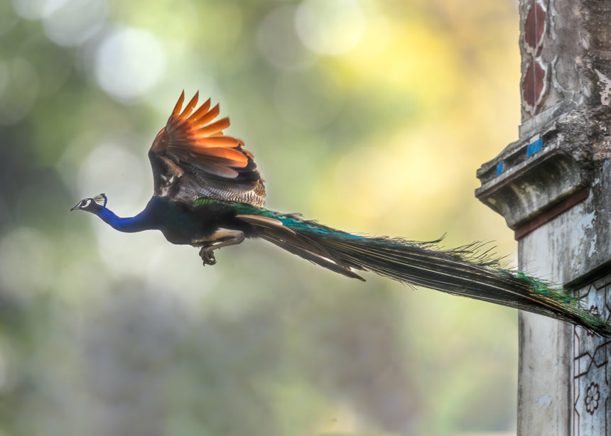 一只彩色美丽的孔雀自然保护区动物