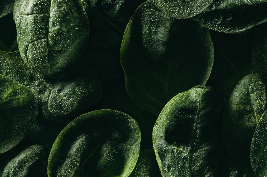 带新鲜绿叶和水滴的深色花卉背景植物特写