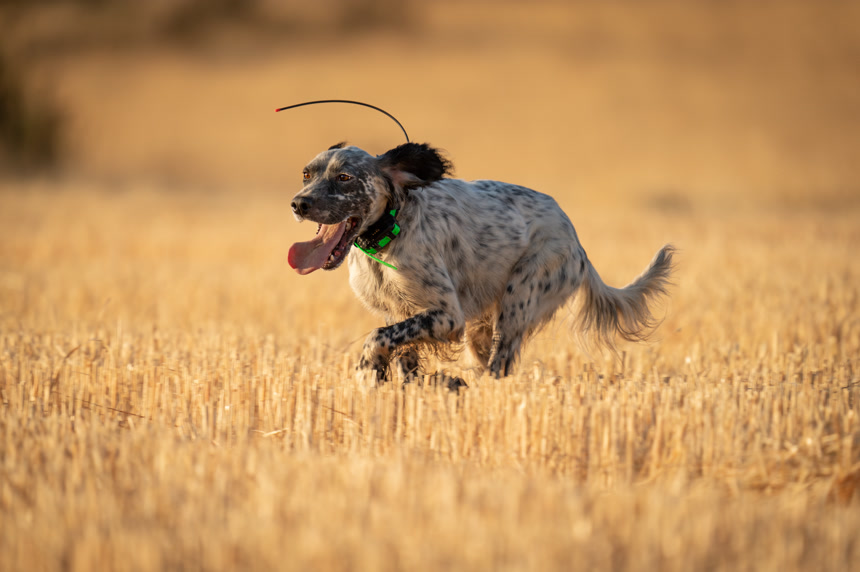 野生动物保护区草原上的鬣狗奔跑