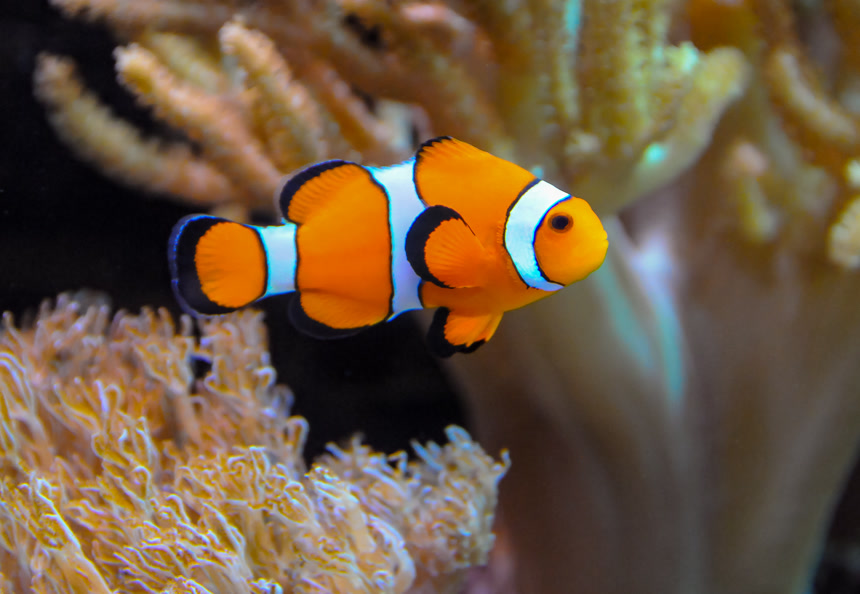Clown fish, Anemonefish (Amphiprion ocellaris) swim among the tentacles of anemones, symbiosis of fish and anemones海洋生物动物小丑鱼