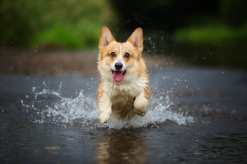Corgi dog running on water in river a catching stick. Summer河里奔跑小狗生活方式