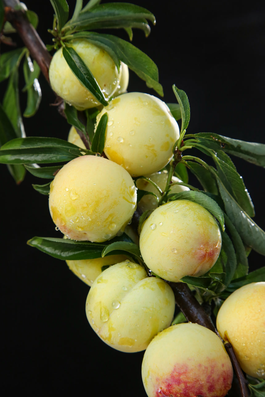 树枝上的新鲜李子