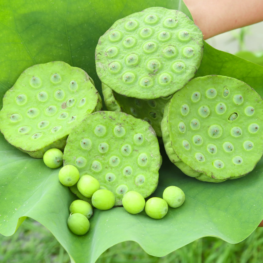 手里拿着新鲜莲蓬