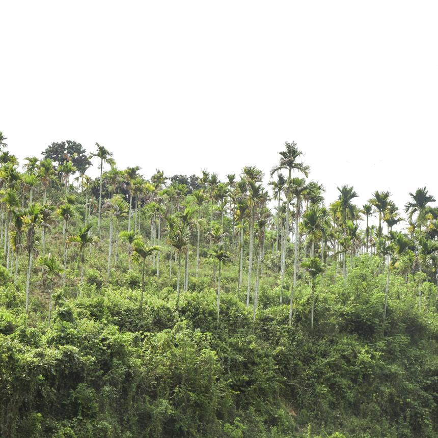 树上的海南椰青