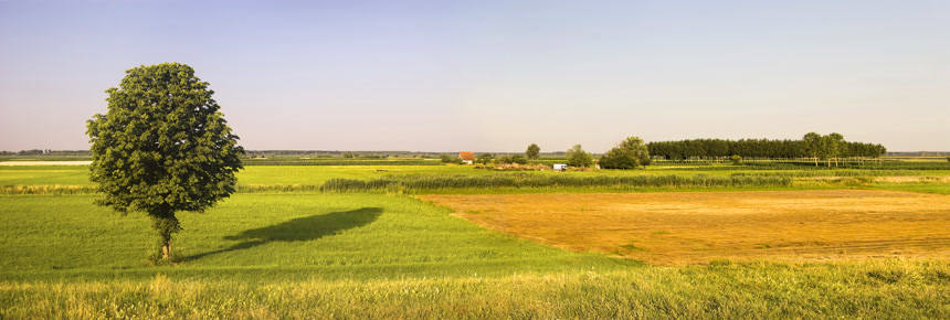 乡村旷野上一棵绿色大树新农村
