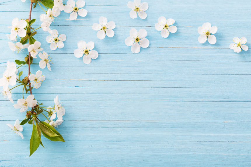 蓝色木制背景的春花叶子美丽