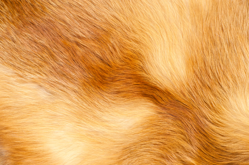 狐狸皮毛材质纹理背景