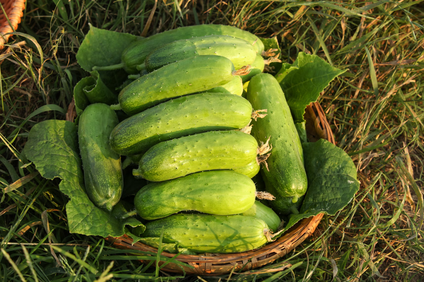 手里拿着刺黄瓜