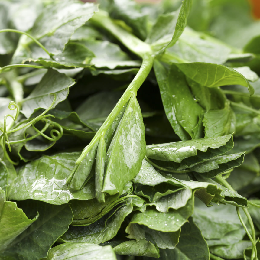 深底上的豌豆苗