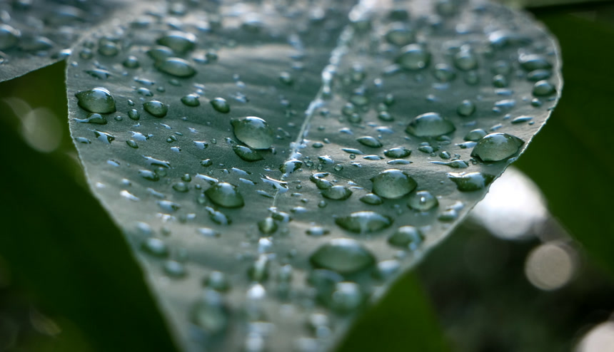 绿植露珠