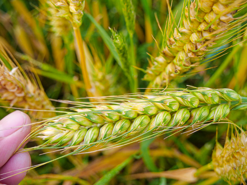 麦穗 麦粒 麦芒