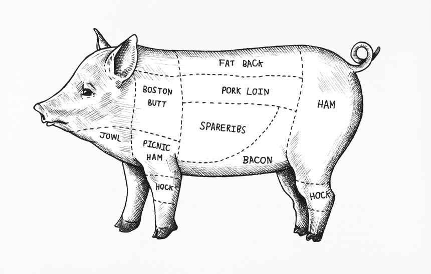 猪肉切割部位分割图食品宣传插画