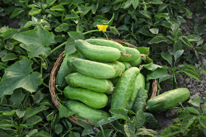 手里拿着刺黄瓜