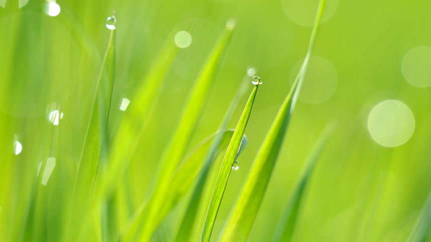 雨后的露珠小草特写植物唯美清新背景