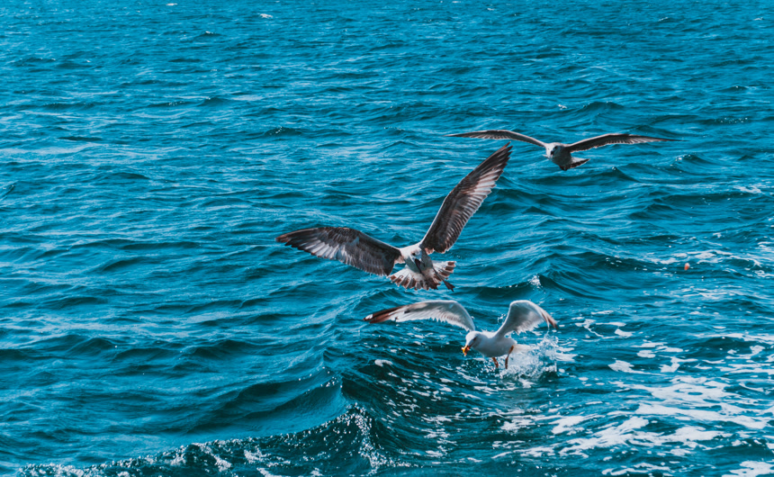 海鸥在蓝色的水中捕捉到一些食物特写  动物世界插画