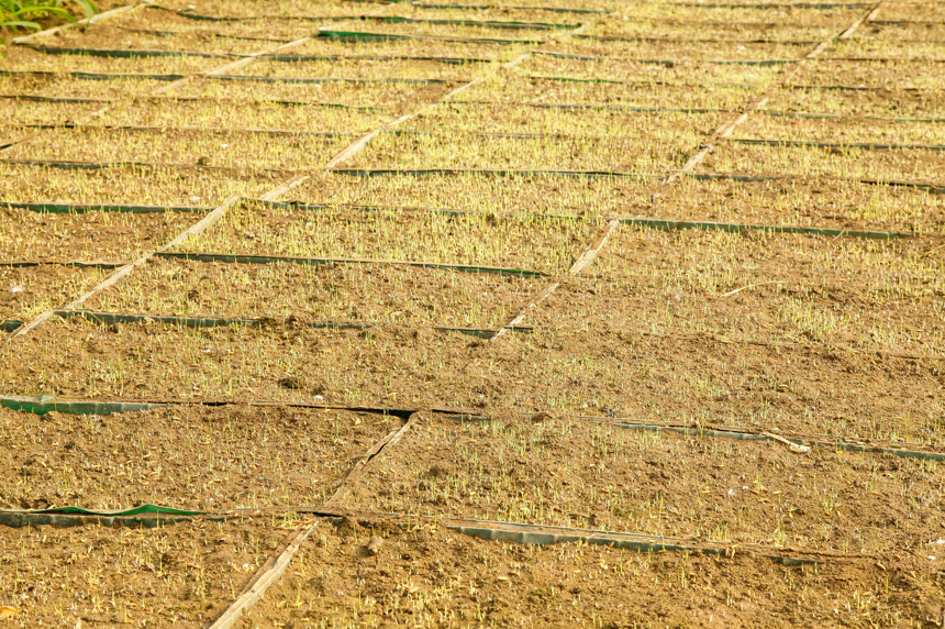 地里的水稻育苗