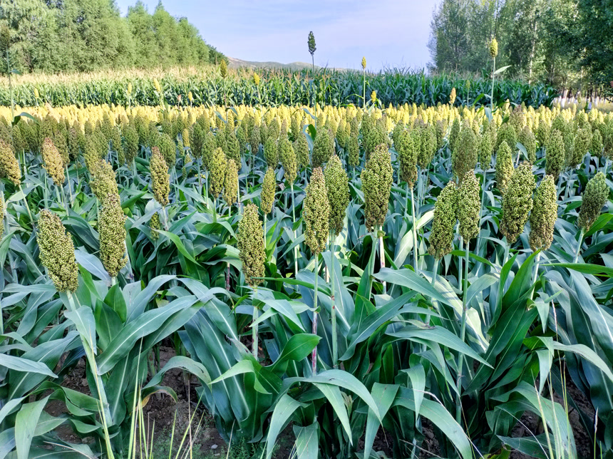田里大片的高粱米