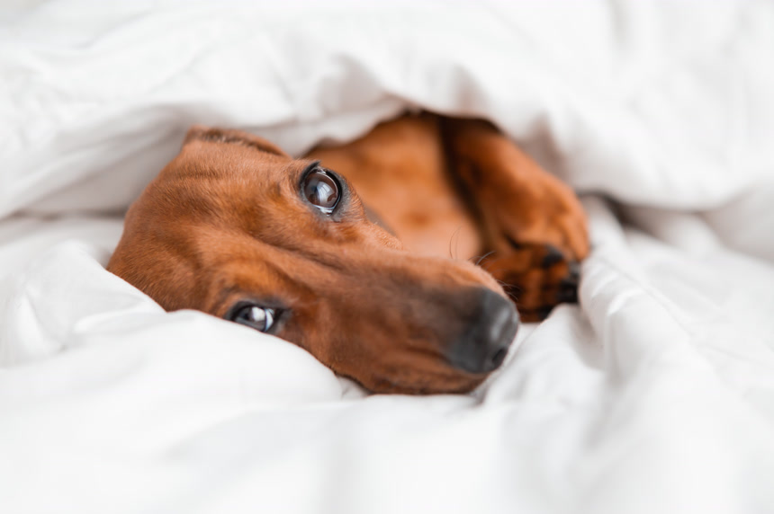 躺在白色被窝里的棕色狗狗露着头宠物萌宠友好的人类的朋友大眼睛