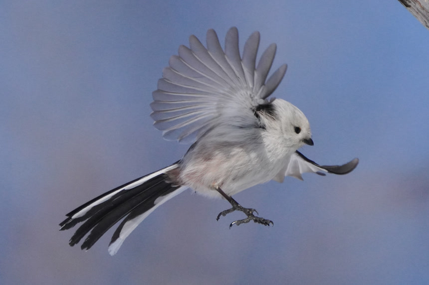 冬北海道的长尾山雀野生动物