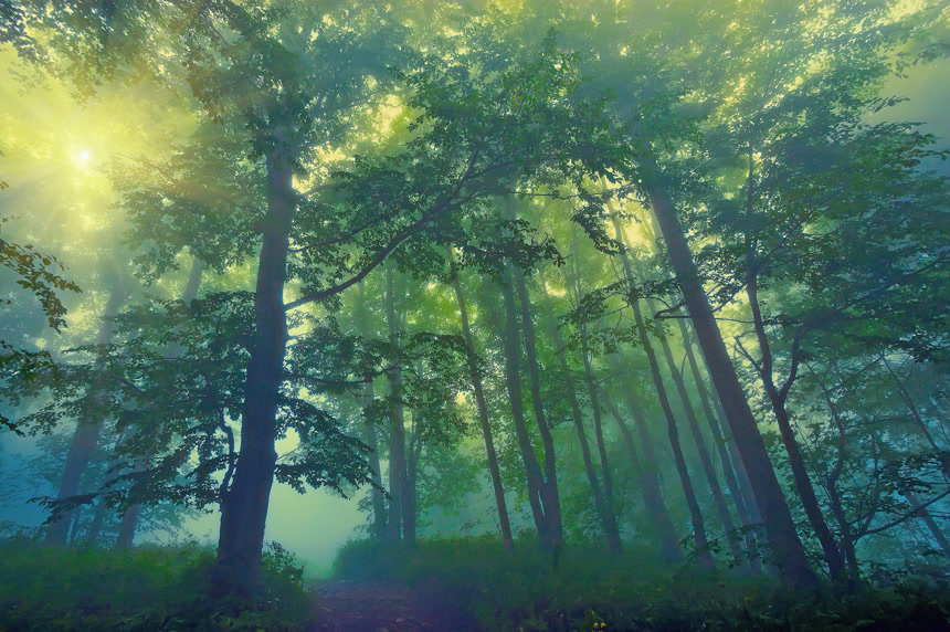 森林神秘童话背景仙境之旅秘境