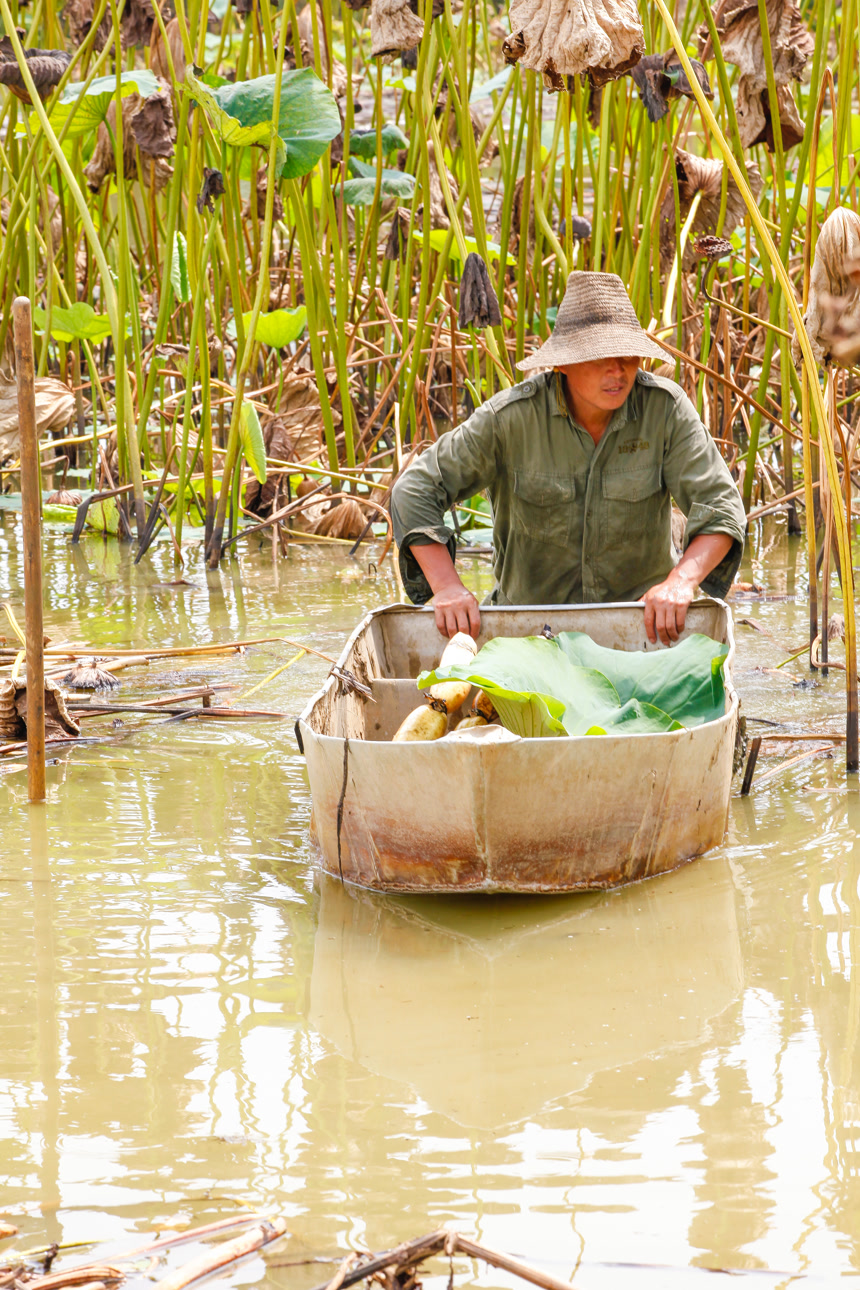 荷塘现挖莲藕