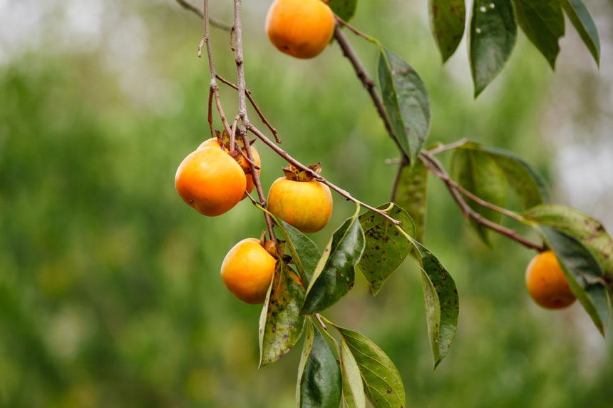 树上的新鲜柿子