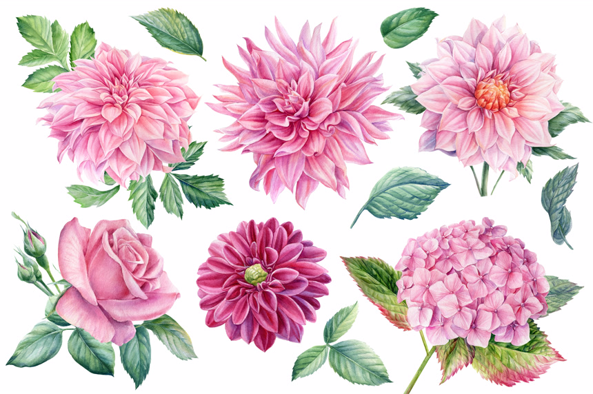 粉红色的花，大丽花，水仙花，玫瑰水彩画素材